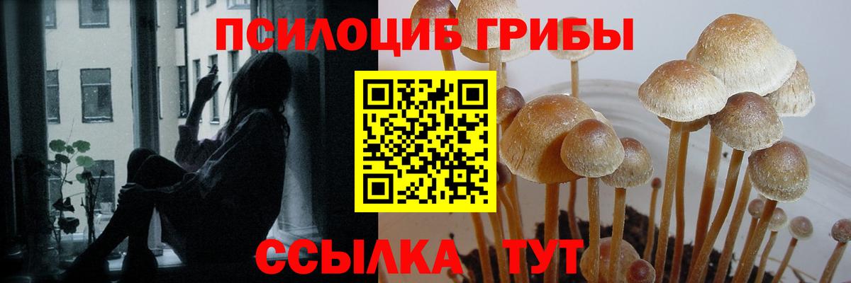 Псилоцибиновые грибы GOLDEN TEACHER  Вход с VPN  Ступино  как найти закладки  Галлюциногенные грибы прущие грибы 